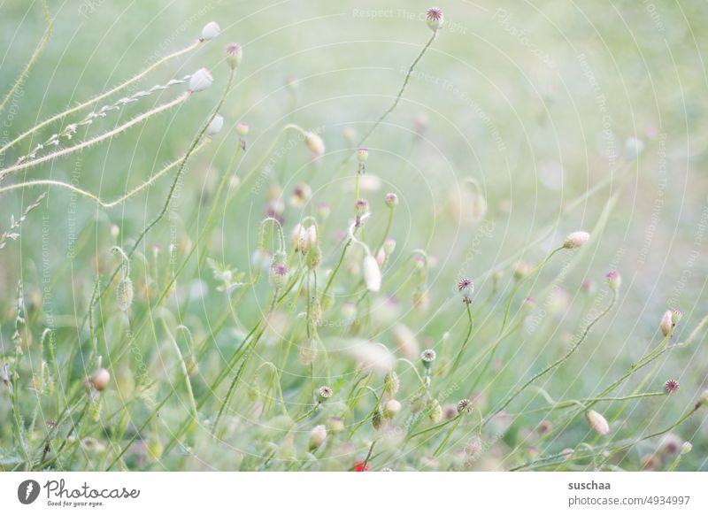 sommerwiese Sommerwiese Wiese hell hellgrün lichtdurchflutet sonnig Blumenwiese Natur Mohn Pflanze Wiesenblume Mohnkapseln Klatschmohn friedlich Idylle soft