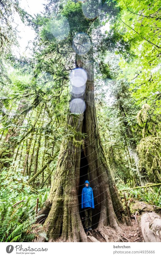 baumhaus Umwelt British Columbia Abenteuer Landschaft Fernweh Ferne Natur fantastisch Ferien & Urlaub & Reisen Nordamerika Bäume Wald Kanada Vancouver Island