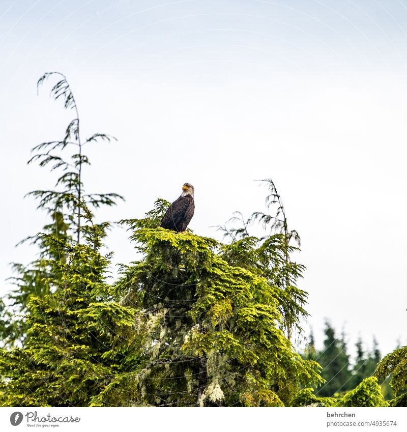 königlich British Columbia Tierschutz Tierliebe Tiergesicht erhaben Vancouver Island Kanada Raubtier raubvogel majestätisch weißkopfseeadler Weisskopfseeadler