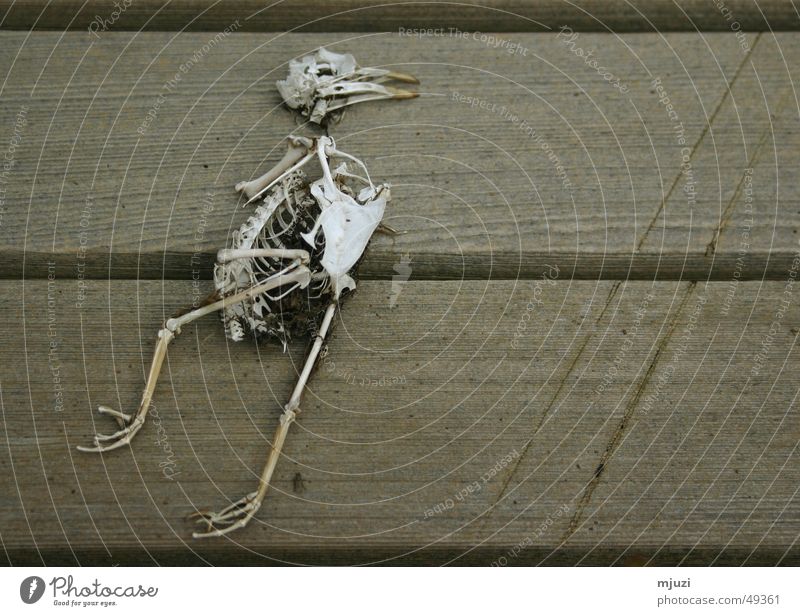 unvergänglich Vogel Skelett Tod trist zuende sterbliche überbleibsel das leben nach dem tod nie wieder fliegen ruhe in frieden Ende verrenken grau in grau