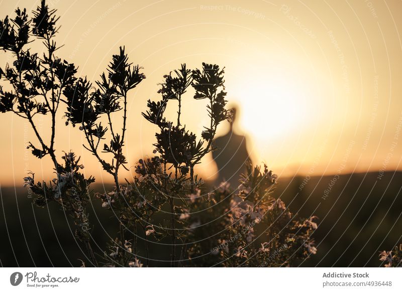 Pflanze wächst in der Landschaft bei Sonnenuntergang Himmel Silhouette Reisender Abend Natur Wachstum Sommer Abenddämmerung Dämmerung ruhig Gelassenheit Flora