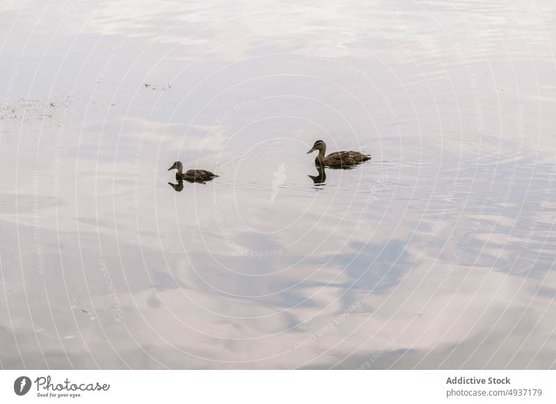 Bezaubernde Stockenten schwimmen im friedlichen See Ente Wasservögel Vogel Schwimmer Windstille Ornithologie wild ruhig Fauna Anas platyrhynchos Bargeld Tier