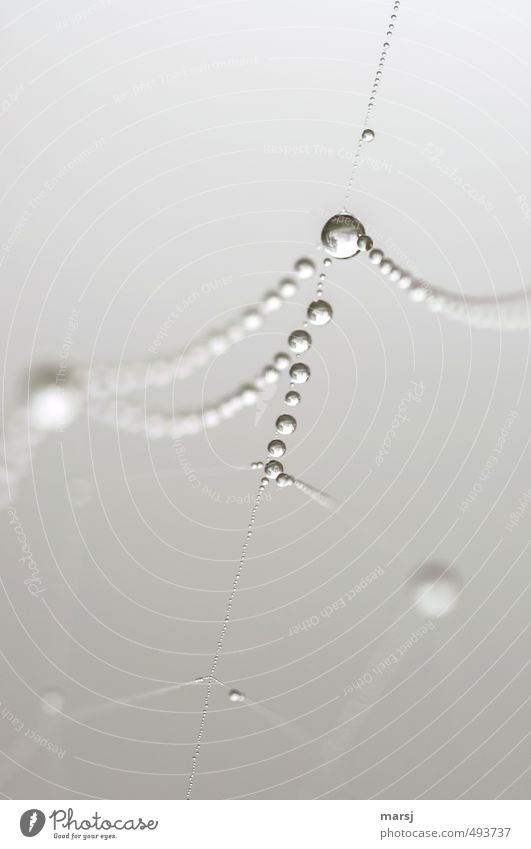 Herbstperlen Natur Wasser Wassertropfen Sommer Klima schlechtes Wetter Nebel Lupe Spinnennetz Perlenkette hängen träumen Traurigkeit ästhetisch außergewöhnlich