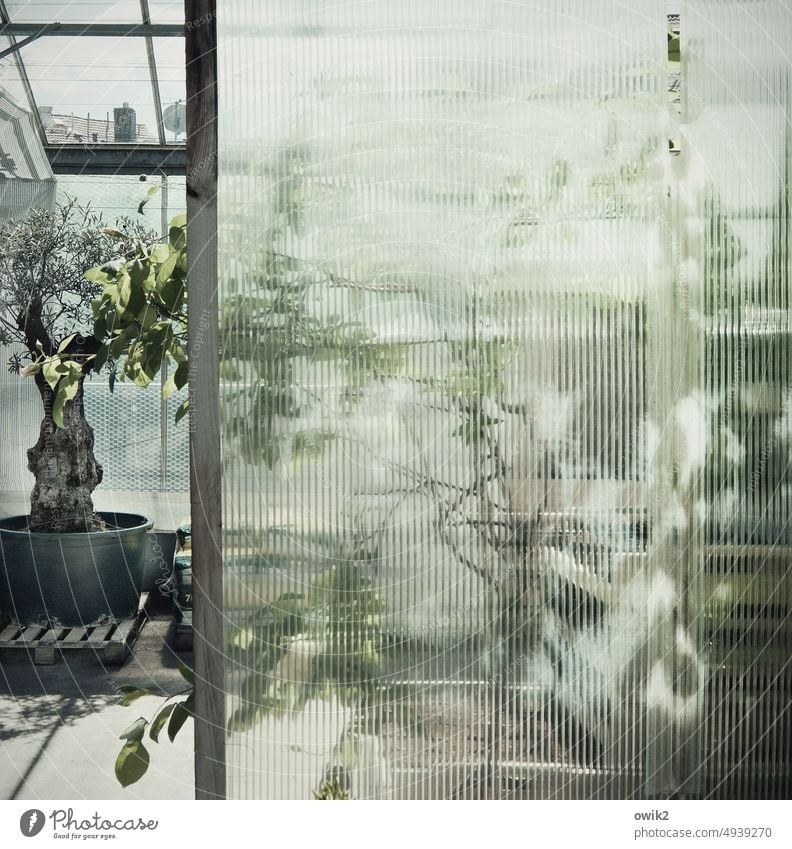 Trennlinien Glasscheibe Strukturglas Unschärfe Blätter Gärtnerei Strukturen & Formen durchsichtig Gartenbau Glaswand Fenster Tageslicht Stillleben friedlich