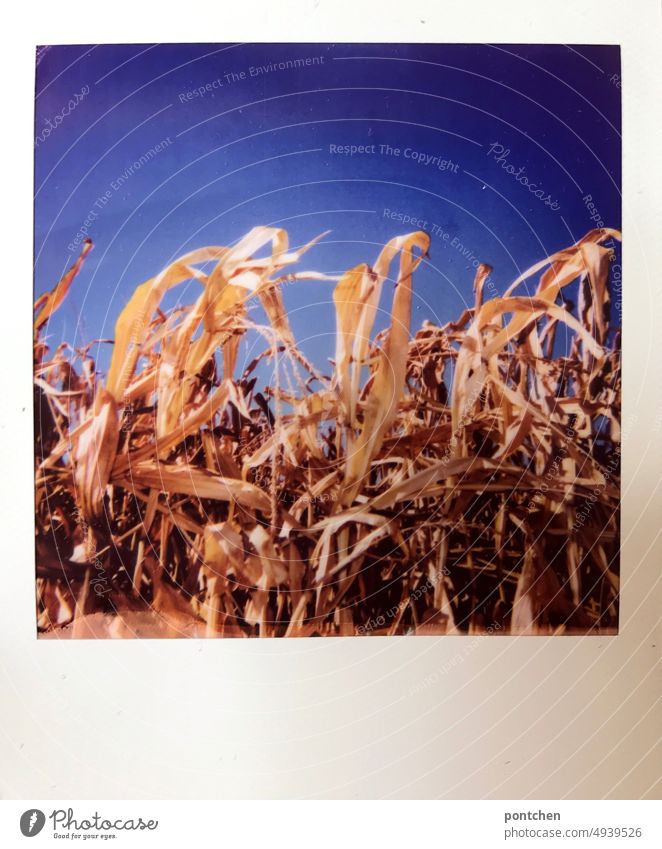 Polaroid zeigt ein Maisfeld vor strahlend blauem Himmel. Dürre, Klimawandel landwirtschaft polaroid dürre hitze sommer klimawandel wachsen ernährung viehfutter