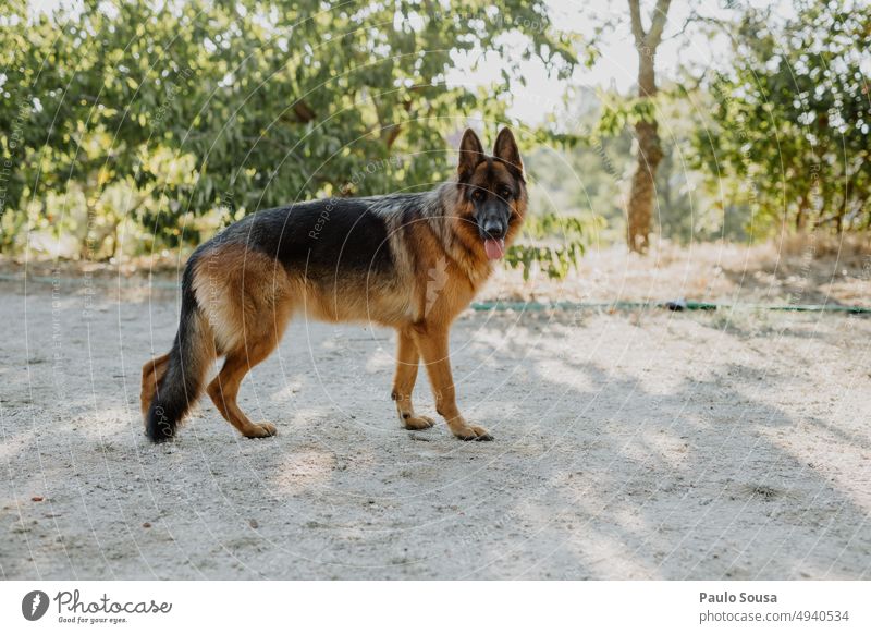 Deutscher Schäferhund Porträt Hund Haustier Tier beobachten Außenaufnahme Tierporträt Wiese Natur Wachsamkeit Farbfoto Hirtenhund Sonnenlicht Schutz Tag
