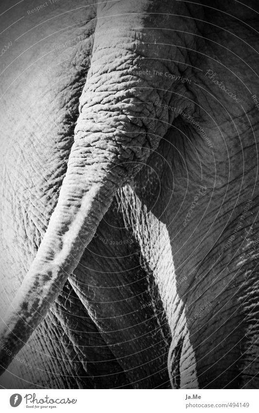 Elefantöse Kehrseite Tier Wildtier Säugetier Elefantenkuh Elefantenhaut 1 ästhetisch außergewöhnlich groß grau schwarz weiß schön Dickhäuter Schwarzweißfoto