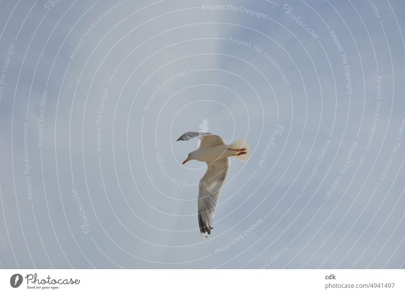 Silbermöwe im Flug | die Flügel ausbreiten | der Himmel so weit. Tier Möve Silbermöve blau fliegen Bewegung Natur Vogel Freiheit Luft Umwelt Federn Wildtier