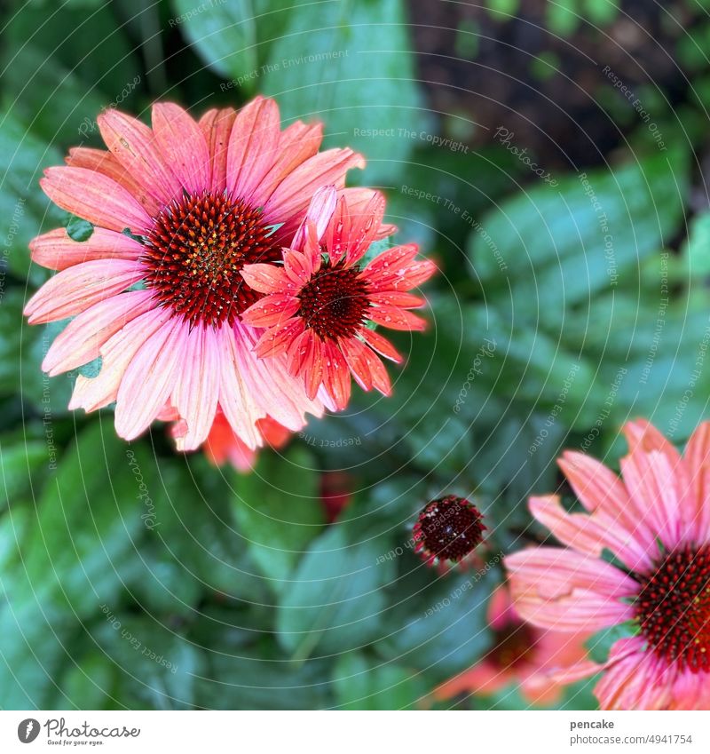 gartenglück Blume rot Sonnenhut Garten Blüte Pflanze Roter Sonnenhut Schwache Tiefenschärfe Sommer Alternativmedizin Echinacea