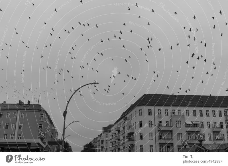 Tauben über Neukölln fliegen Flug s/w bnw Schwarzweißfoto Tag Außenaufnahme Menschenleer Berlin Hauptstadt Stadt Stadtzentrum Architektur Gebäude Bauwerk