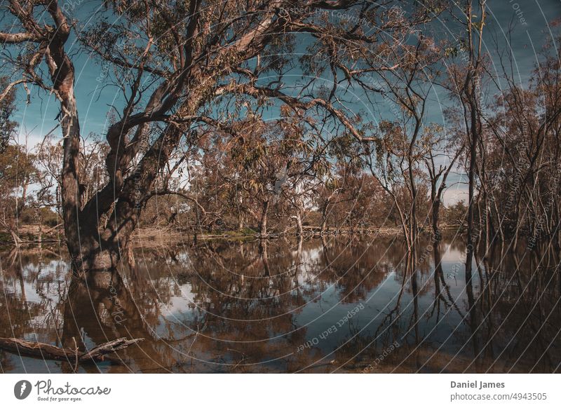 Ein Billabong wartet in aller Ruhe auf einen Swagman. ländlich Australien + Ozeanien New South Wales Pflanze desolat reizvoller Fluss Menindee-Seen bürsten