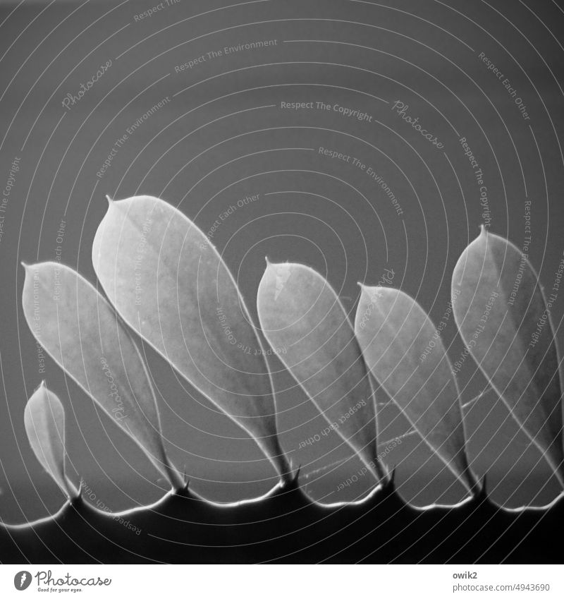 Umblättern Blätter Pflanze Zimmerpflanze gleich ähnlich mehrere Natur Nahaufnahme Botanik Schwarzweißfoto Dekoration & Verzierung Topfpflanze Wachstum botanisch