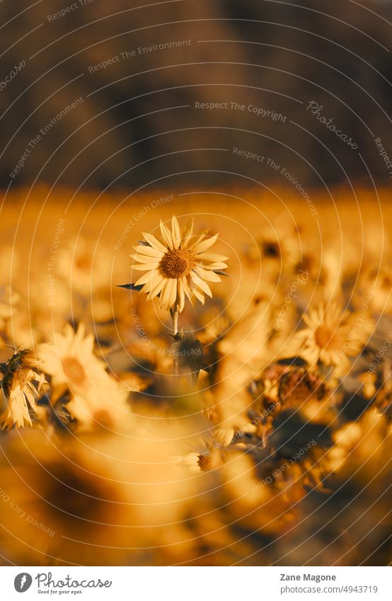 Sonnenblumenfeld vertikal vertikaler Hintergrund Textfreiraum Ende des Sommers gelb Ernte september natur Ästhetik Stimmung Herbstbeginn Natur