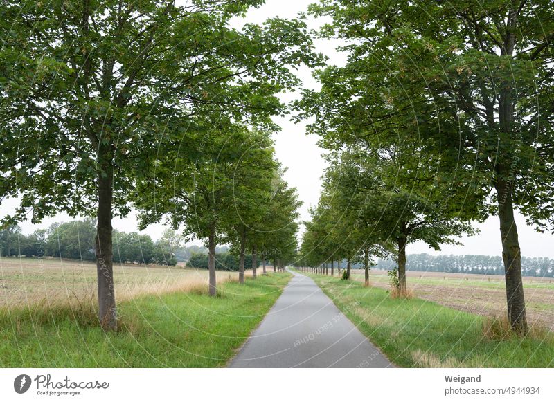 Feldweg von Bäumen geziert Allee Landstraße Wiesen Felder neblig am Wegesrand Stille Ruhe Stimmung Jahreszeitenwechsel Norddeutschland Schleswig-Holstein