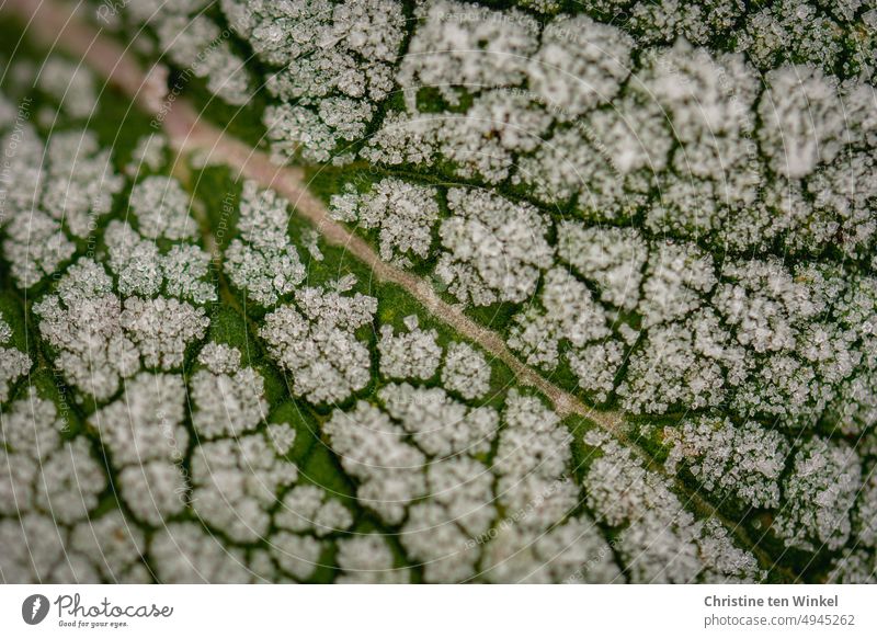 Frost auf einem grünen Blatt Reif Eiskristalle frostig gefroren Raureif Blattrippen Muster Strukturen & Formen Kälte Nahaufnahme schön Pflanze natürlich