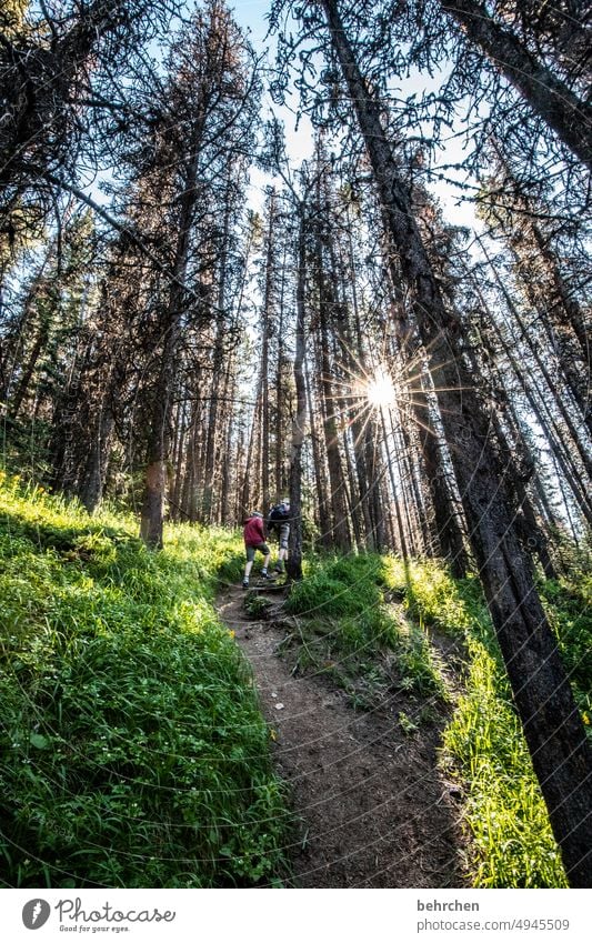 sterngeschichten Fernweh besonders Ferien & Urlaub & Reisen Wald Kanada Bäume Landschaft Nordamerika Natur Abenteuer Freiheit Umwelt Umweltschutz Klimawandel