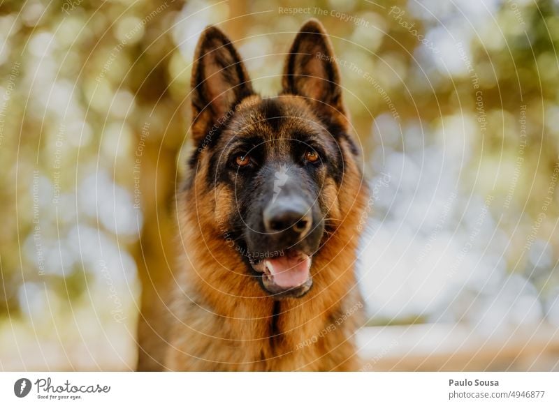 Deutscher Schäferhund Porträt Hund Haustier Farbfoto Tier Tierporträt Wachsamkeit Außenaufnahme beobachten Fell Natur 1 achtsam Neugier Schutz Hunderasse