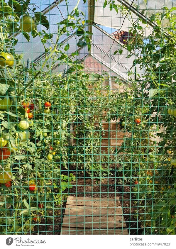 Selbstversorger | Lieber Tomaten züchten, als mit Zitronen handeln Gewächshaus Anbau Bio Gemüse Lebensmittel Garten frisch Ernte Gesundheit Ernährung Pflanze