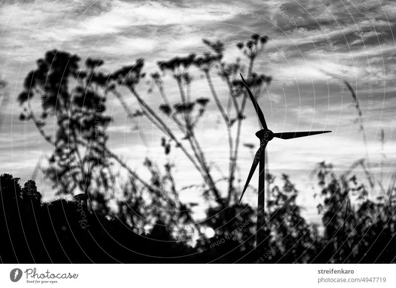 Natürliche Energien Pflanzen Gestrüpp Windrad Windkraftanlage Wolken Abendhimmel unruhiger Himmel Energiewirtschaft Erneuerbare Energie Umweltschutz