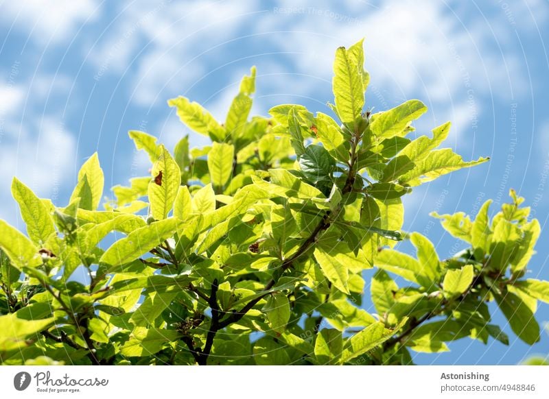 Blätter Blatt Laub Natur Himmel blau grün gelb Äste Zweige Ast Baum Zweige u. Äste Pflanze Umwelt Außenaufnahme Äste und Zweige Menschenleer natürlich Tag