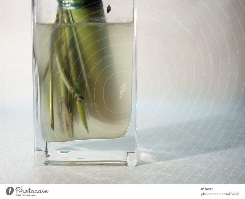 Blumenwasser Vase grün trüb Pflanze Aquarium durchsichtig Wasser flowers Schatten Stengel welk