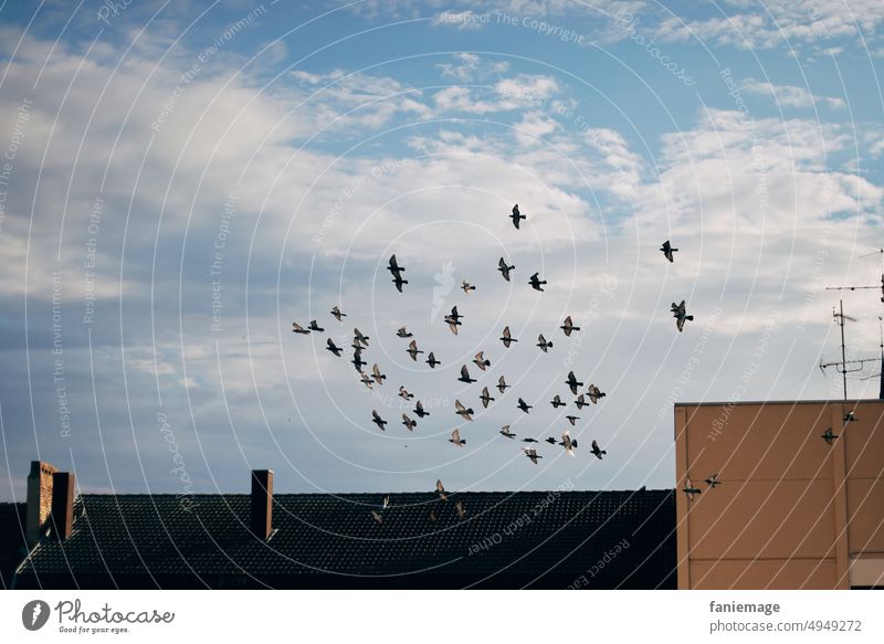 die Tauben drehen ihre Runde vogel wolken Stadt Stadtleben Vogel Wolken Tier Himmel Menschenleer Außenaufnahme Schwarm Tiergruppe Farbfoto Freiheit Vögel