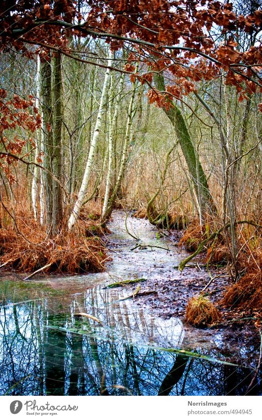 HerbstSumpf Natur Landschaft Pflanze Wasser Baum Gras Sträucher Wald Moor Bach ästhetisch natürlich wild blau braun mehrfarbig grün rot träumen Einsamkeit