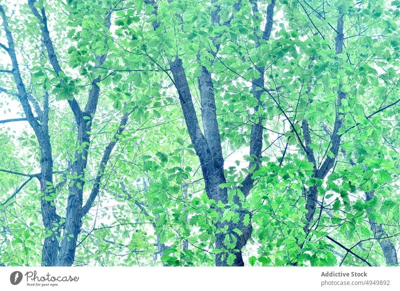 Grüne Eichen im Park Baum Blatt grün frisch Laubwerk Frühling Wald üppig (Wuchs) Sonnenlicht tagsüber organisch pulsierend ruhig Saison Sommer natürlich