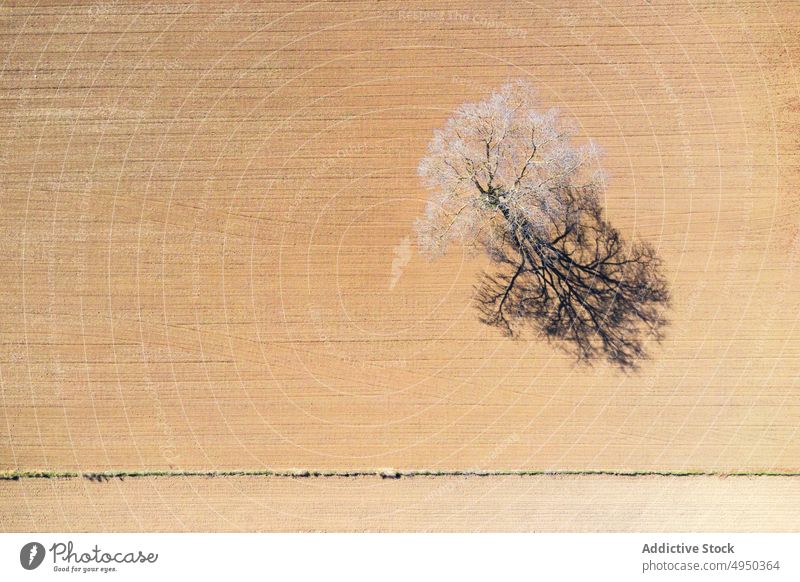 Drohnenansicht eines kahlen Baumes auf sandigem Boden im Sonnenlicht laublos unverhüllt Landschaft Sand Gelände trocknen Natur einsam malerisch wild unberührt