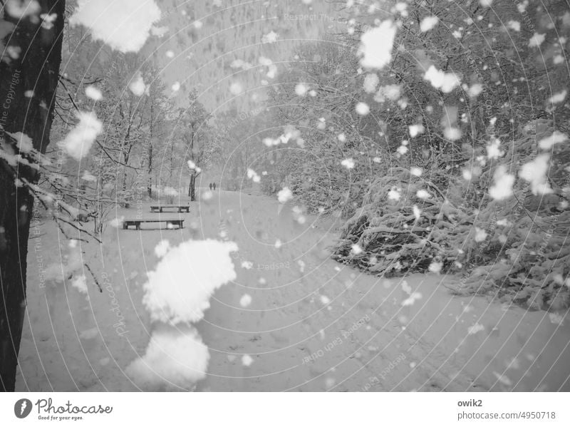 Rumstöbern Schnee Schneefall Schneeflocken Blitzlichtaufnahme Winter durcheinander Außenaufnahme Natur Idylle Landschaft Baum Ast Umwelt friedlich geheimnisvoll