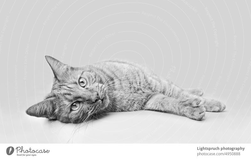 Cute tabby cat lying down and looking at camera. Black and white image with copy space. isolated animal pet domestic feline kitten cute fur eyes gray kitty grey