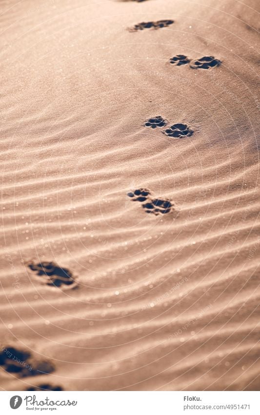Hundespuren im Sand Textur Hintergrund Strand Sandstrand Strandsand Struktur ANhaufnahme Sandkörner Natur Sommer Küste Außenaufnahme Meer