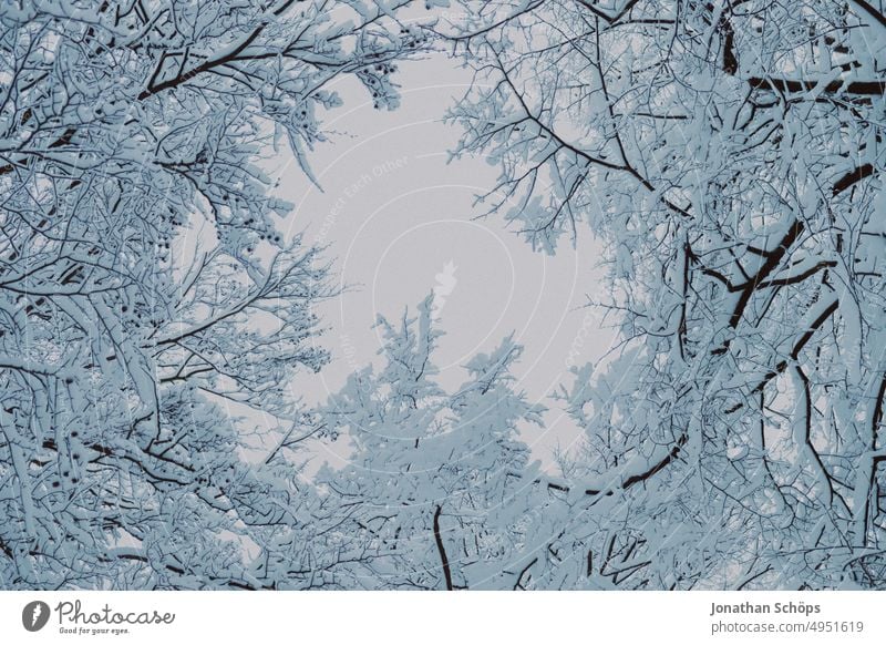 Froschperspektive Baumkronen mit Durchsicht zum Himmel im Winterwald Zweige Kälte Jahreszeiten Bäume Schneelandschaft Umwelt Menschenleer winterlich Natur