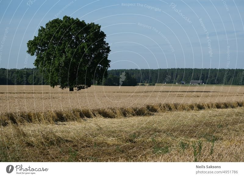 Ein Weizenfeld und eine einsame Eiche in Lettland Ackerbau Hintergrund schön blau Land Landschaft Umwelt Bauernhof Landwirtschaft Feld Feldweizen Laubwerk Wald