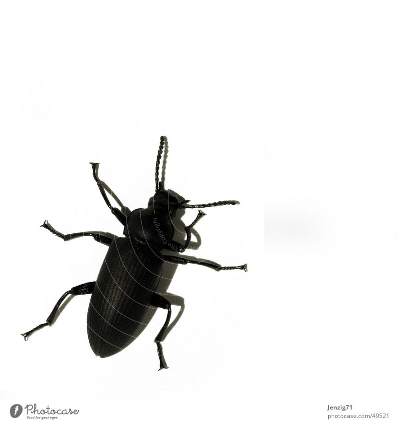 Black bug. schwarz Schiffsbug Insekt krabbeln Schädlinge Käfer schwarzer käfer black black bug Makroaufnahme