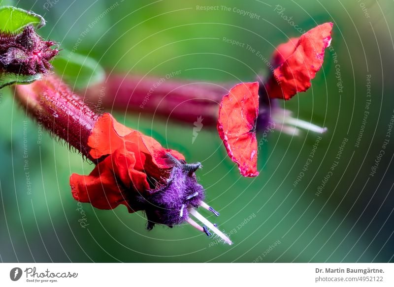 Cuphea llavea 'Tiny Mice'®, Cuphea barbigera oder Parsonia llavea. Sorte aus Mexiko Mickymaus-Pflanze Blüte Blüten Lythraceae Halbstrauch subtropisch