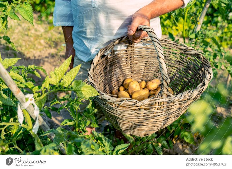 Anonymer Gärtner pflückt Tomaten von einem üppigen Busch im Garten Anbauer Kartoffeln Buchse Ernte Weide Korb organisch Wachstum kultivieren farbenfroh Laubwerk