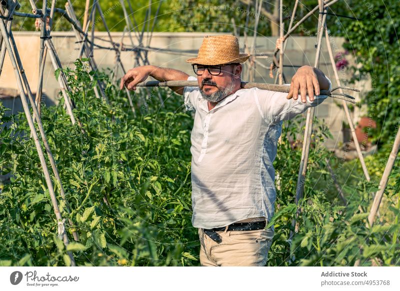 Gärtner, der in der Nähe von bunten Tomatensträuchern steht und sich auf einen Baumzweig stützt hell Natur Gartenbau Harmonie idyllisch Landschaft Zweig