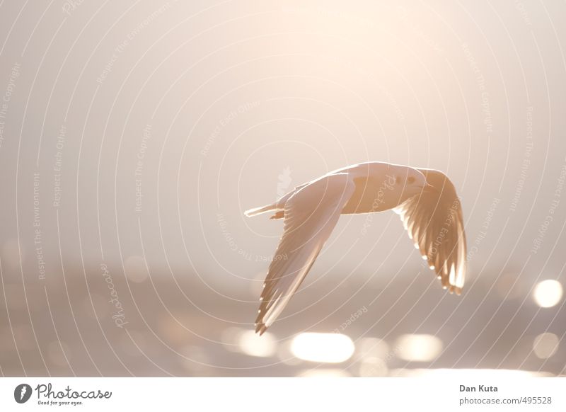 Lichtgestalt Tier Wildtier Vogel Möwe 1 entdecken fliegen gleiten Abend Flügel Unschärfe Gegenlicht Farbfoto Gedeckte Farben Außenaufnahme Nahaufnahme