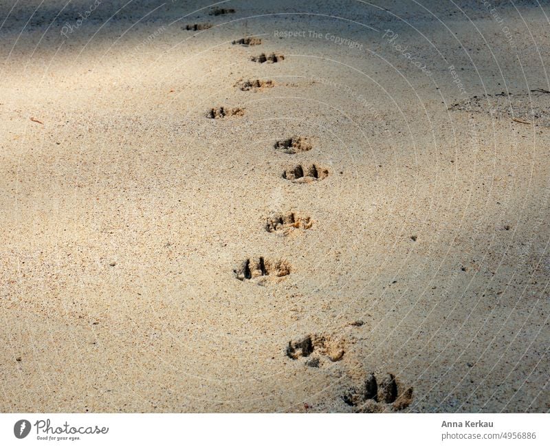 Tierspuren am Strand im goldenen Sand Spuren hinterlassen Fußspur Abdruck Tag spurenlesen Pfotenabdruck Fußspuren im Sand spurensuche Spuren im Sand gehen