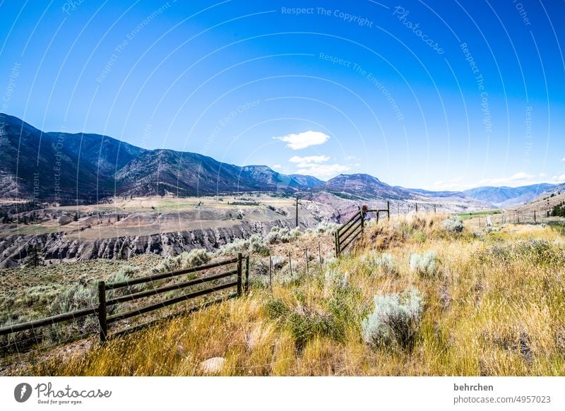 immer wieder kanada Bäume Rocky Mountains Fernweh Wald Ferne Natur Kanada Landschaft Nordamerika weite