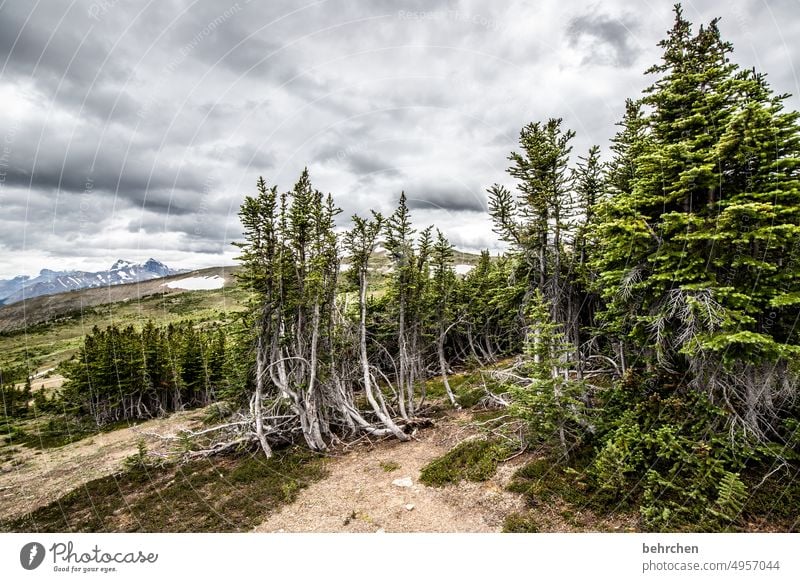 immer wieder kanada Bäume Rocky Mountains Fernweh Wald Ferne Natur Kanada Landschaft Nordamerika weite