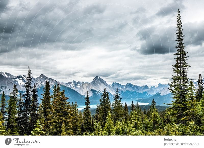 es war einmal in kanada Jasper National Park Wolken wandern Kanada Abenteuer Berge u. Gebirge Wald Bäume Landschaft Nordamerika Rocky Mountains Fernweh Ferne