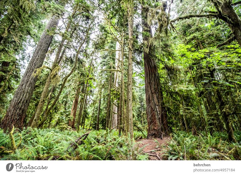 verwurzelt besonders beeindruckend Klimaschutz Klimawandel Umweltschutz Moos Mammutbäume grün Mammutbaum Vancouver Island Freiheit Kanada Wald Bäume Nordamerika
