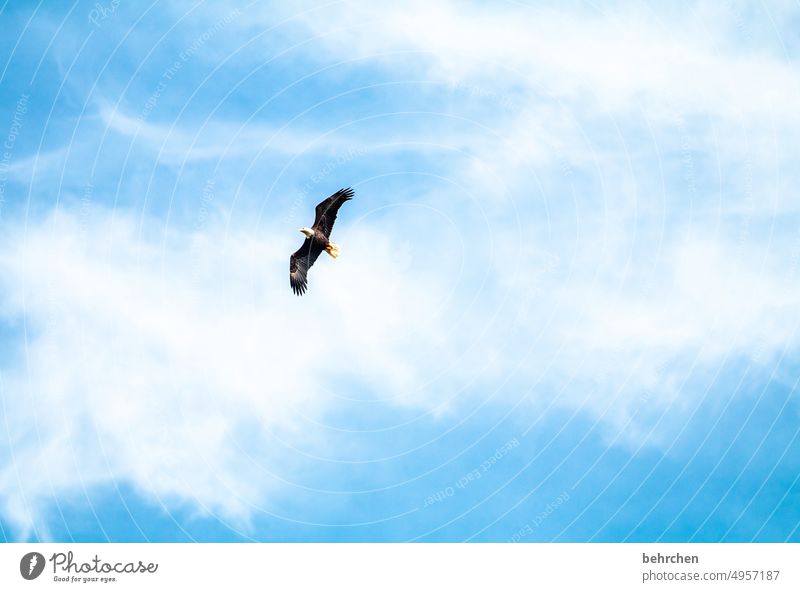 flugshow Tierschutz British Columbia Tierliebe Tiergesicht erhaben raubvogel Raubtier majestätisch Vancouver Island Kanada weißkopfseeadler Weisskopfseeadler