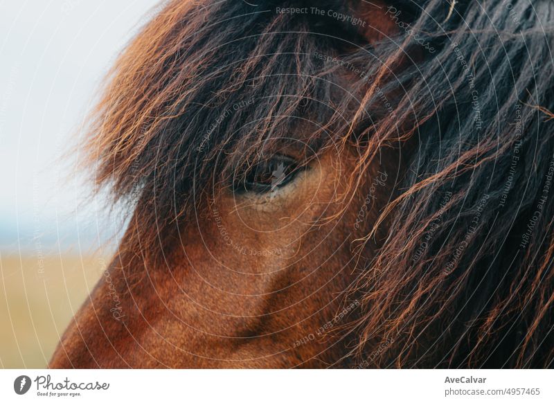 Close up Portrait eines Islandpferdes, Nahaufnahme des Auges der einheimischen Rasse der isländischen Pferde. Schönes Tier in der wilden natürlichen Einöde von Nordisland.