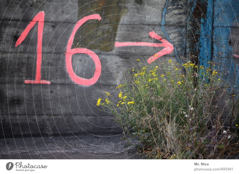 16 --> Umwelt Pflanze Sträucher Mauer Wand Fassade rosa Ziffern & Zahlen Pfeil Unkraut richtungweisend Betonwand Betonmauer Industrielandschaft Graffiti