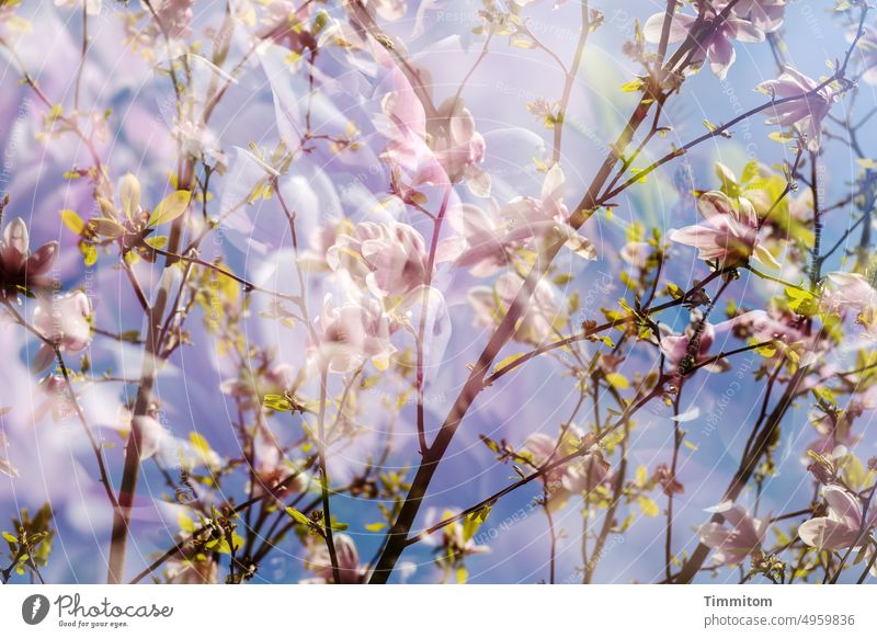 Ich träumte vom Frühling… Blüten blühen zart rosa Magnolie Magnolienblüte Blätter grün Zweige u. Äste Himmel blau Schönes Wetter Doppelbelichtung Natur Farbfoto