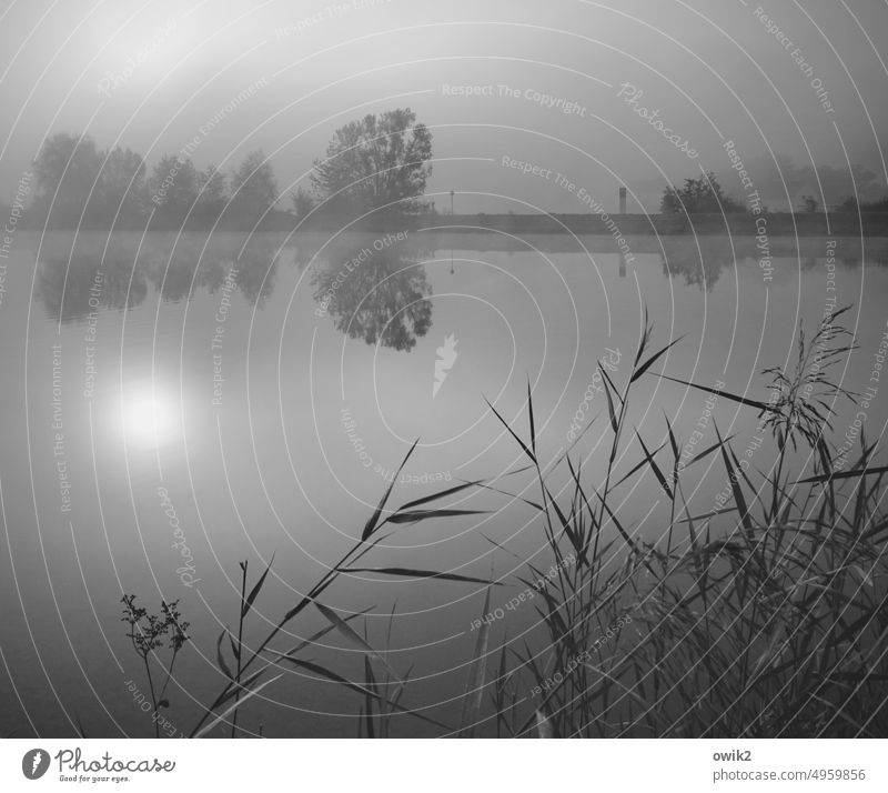 Mystisches Bayern Donau Fluss Flussufer Sträucher Baum Nebel Reflexion & Spiegelung Sonnenaufgang Panorama (Aussicht) Totale Low Key Gegenlicht Morgendämmerung