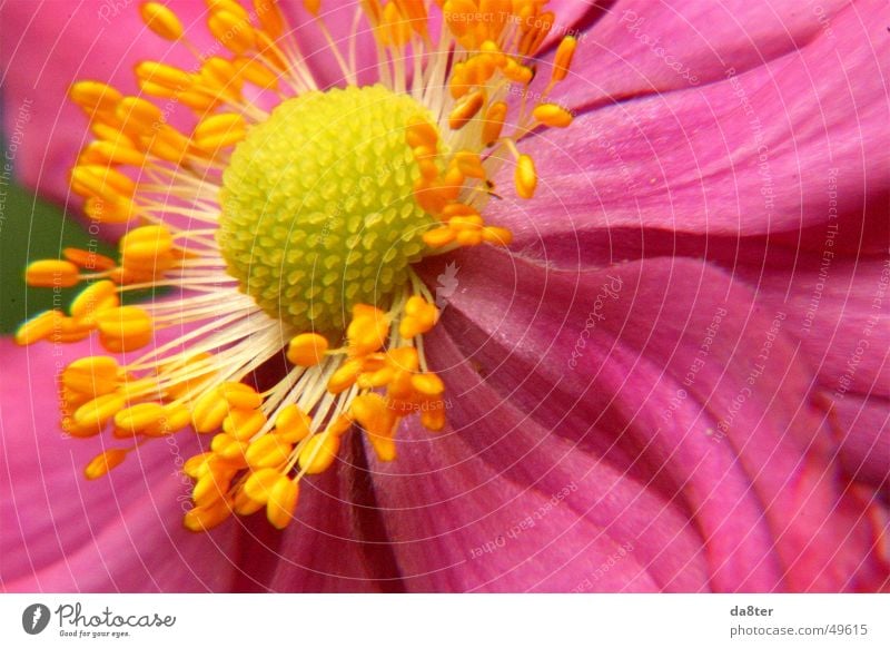 Pinke Blute Blume Rosa Ein Lizenzfreies Stock Foto Von Photocase